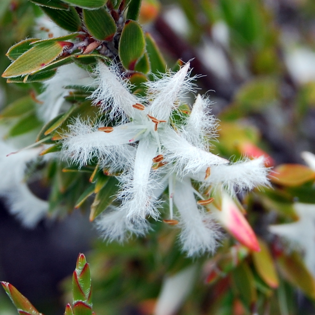 Pentachondra involucrata