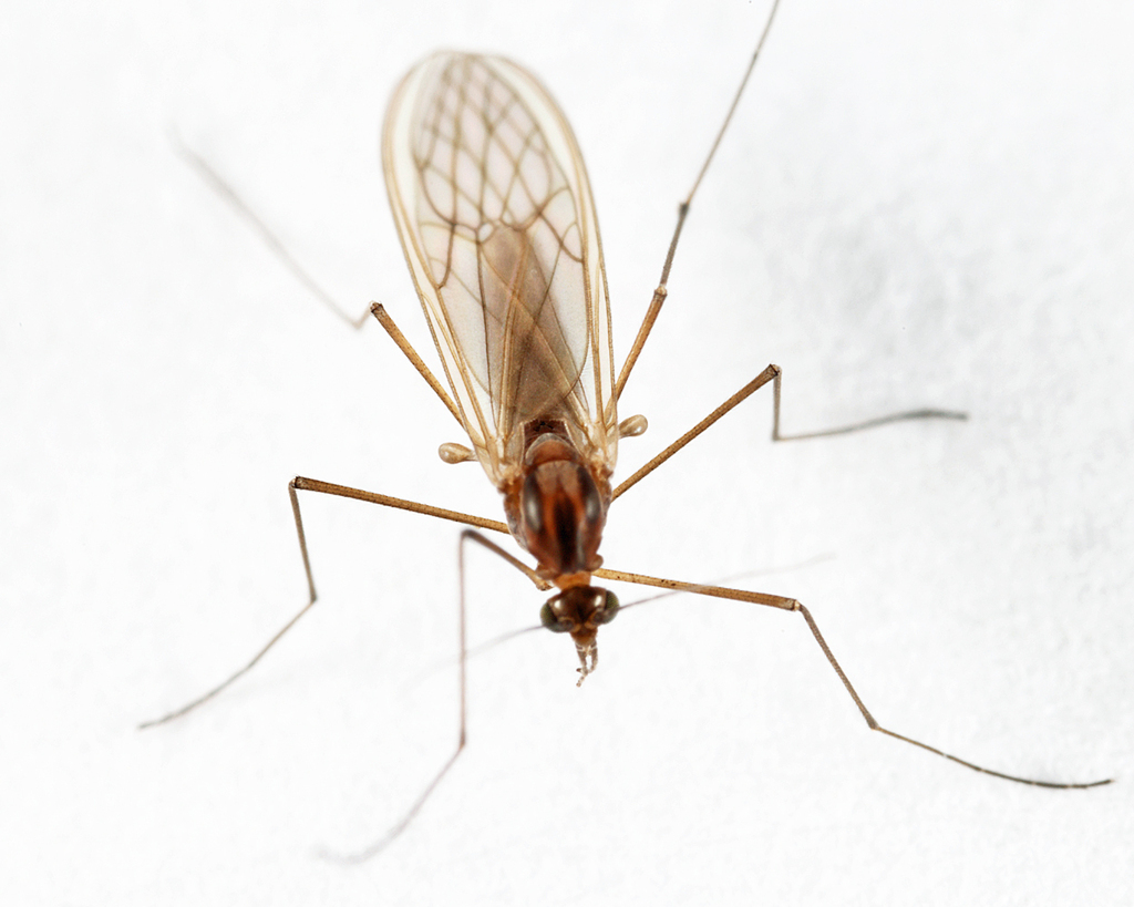 Meniscus Midges