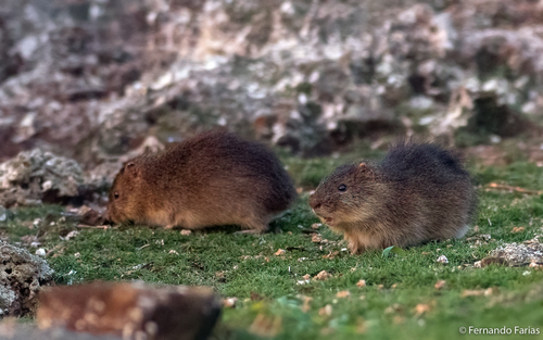 Santa Catarina's Guinea Pig (Cavia intermedia) — Critically Endangered Mammalia