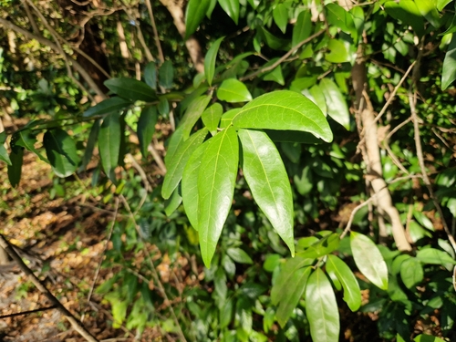 Damburneya coriacea (Damburneya coriacea)