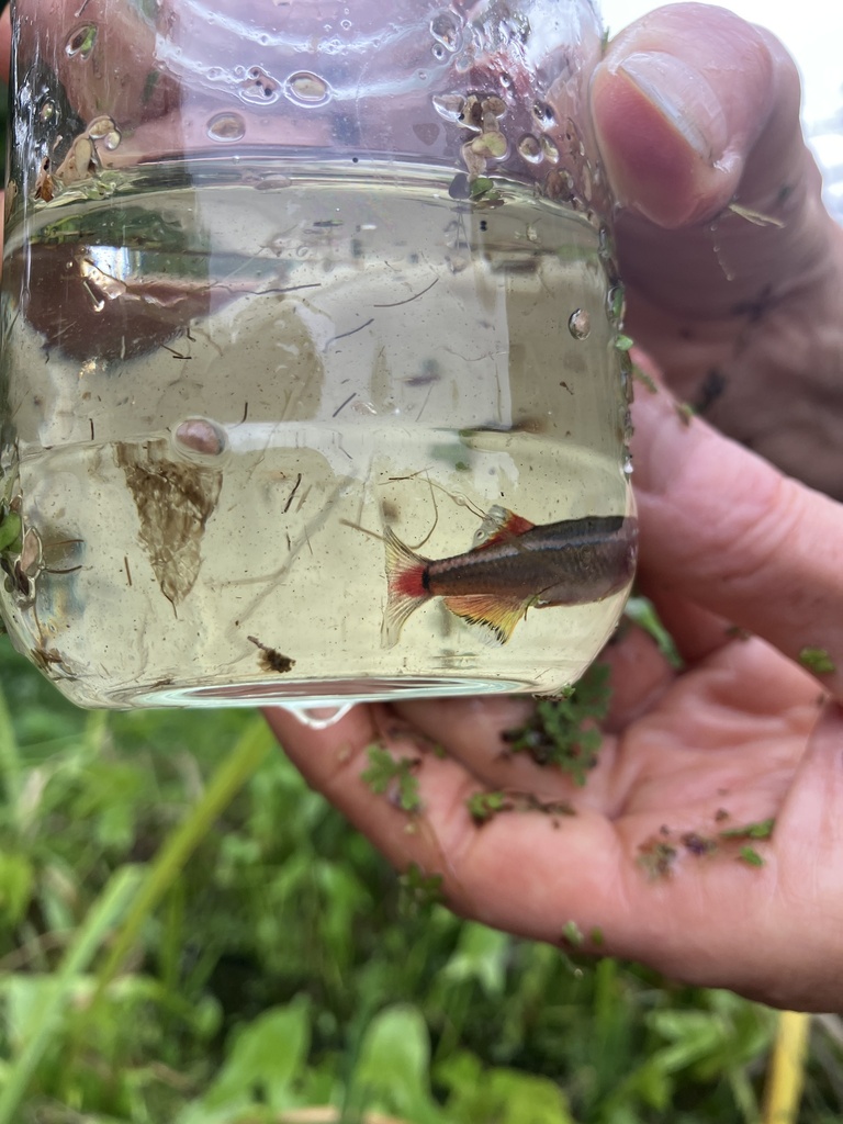 White Cloud Mountain minnow (Tanichthys albonubes) — Cyprinidae