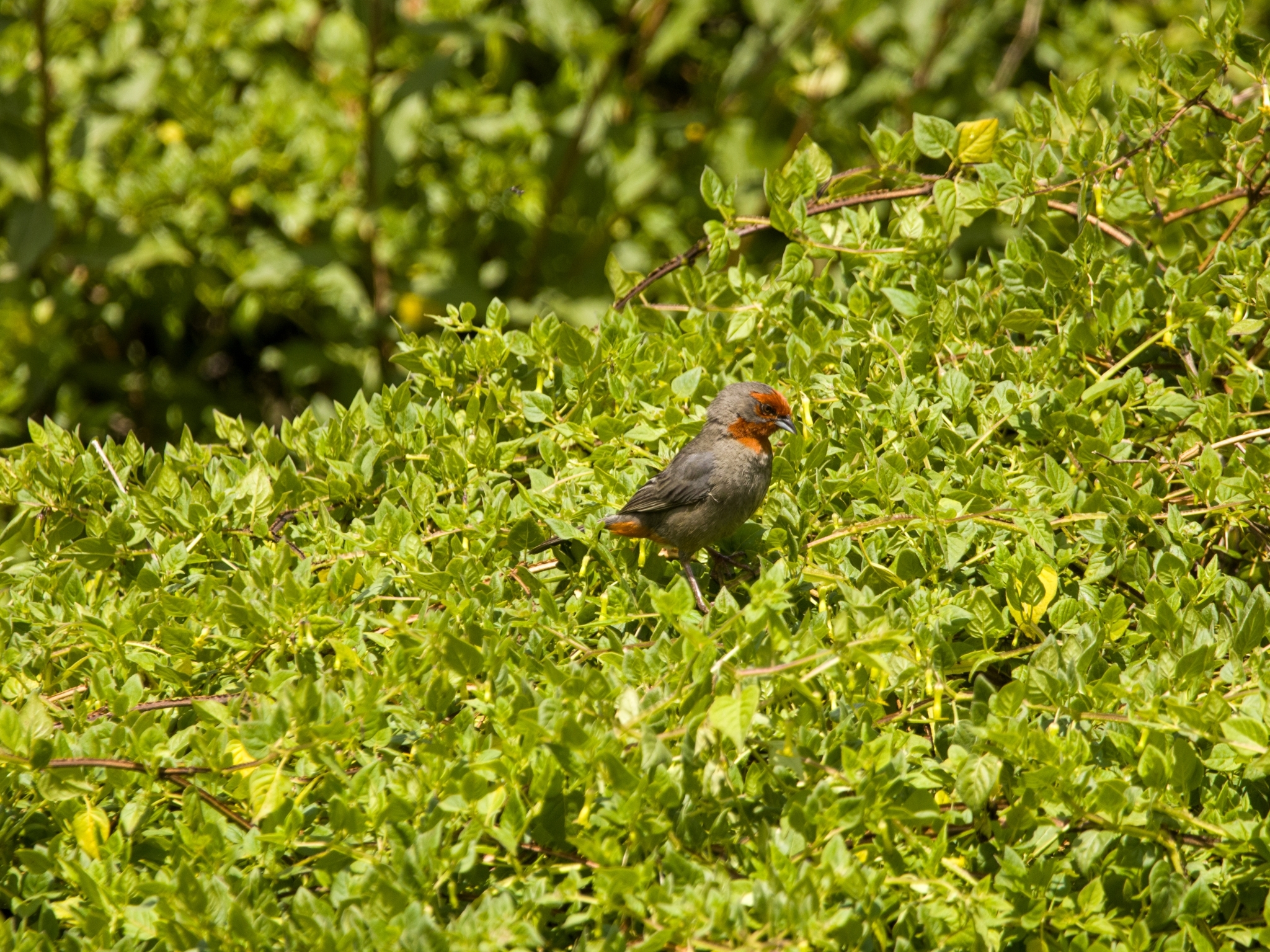 Tucuman Mountain Finch (Poospiza baeri), photo 3