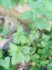 Malvastrum coromandelianum