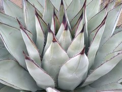 Agave sebastiana