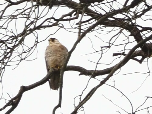 Avistamiento Halcón peregrino