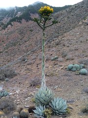 Agave sebastiana