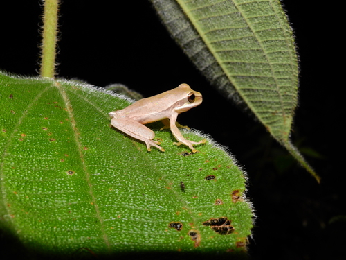 Masked Tree Frog, La Tola, Nariño, Colombia, photo 9 of 10