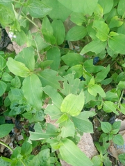 Commelina benghalensis