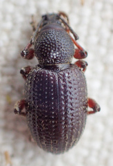 Otiorhynchus cribricollis