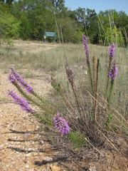 Liatris punctata mucronata