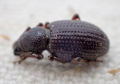 Otiorhynchus cribricollis