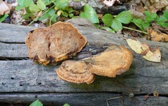 Gloeophyllum trabeum