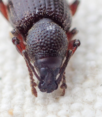 Otiorhynchus cribricollis