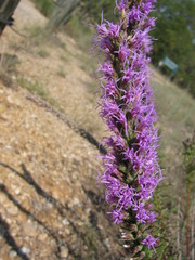 Liatris punctata mucronata