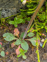 Micranthes occidentalis