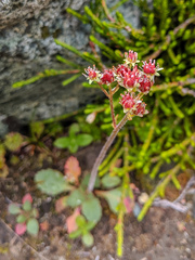 Micranthes occidentalis