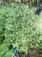 Ocimum americanum