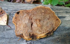 Gloeophyllum trabeum