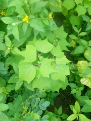 Triumfetta rhomboidea