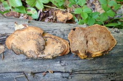 Gloeophyllum trabeum