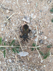 Pachylis neocalifornicus