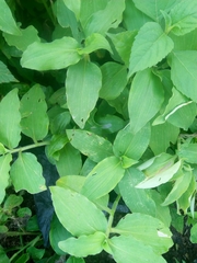 Commelina benghalensis
