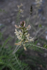 Astragalus fastidius