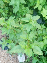 Malvastrum coromandelianum