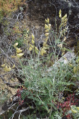 Astragalus fastidius