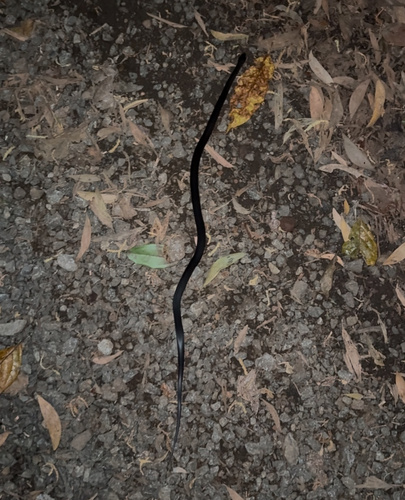 Eastern Small-eyed Snake sighting