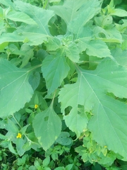 Tithonia diversifolia