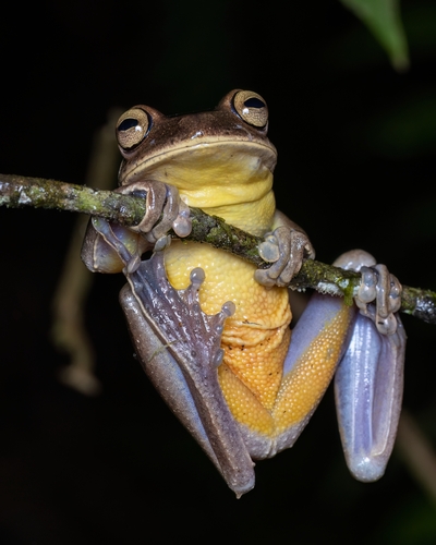 Espirito Santo Treefrog
