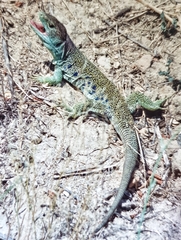 Timon lepidus lepidus