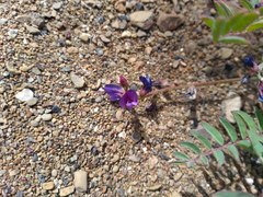 Astragalus insularis