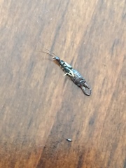 Labidura riparia
