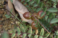 Astragalus insularis