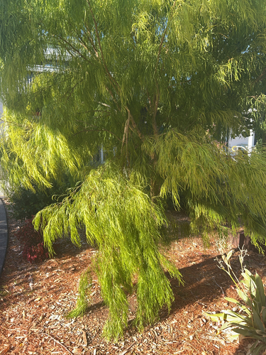 Acacia cognata iNat (2)