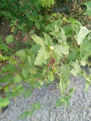 Malvastrum coromandelianum