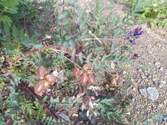 Astragalus insularis