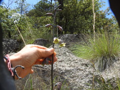 Prochnyanthes mexicana