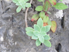 Sedum palmeri
