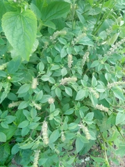 Ocimum americanum