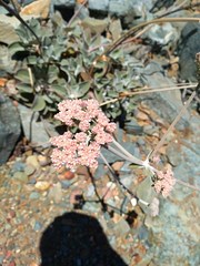 Eriogonum molle