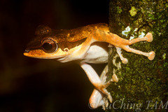 Polypedates macrotis