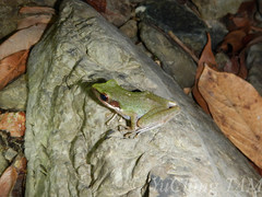 Chalcorana megalonesa