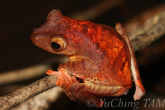 Rhacophorus pardalis