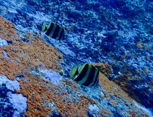 Amphichaetodon howensis observed 2025-03-04