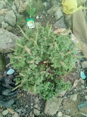 Ocimum americanum