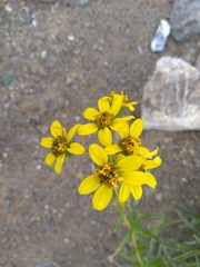 Encelia stenophylla