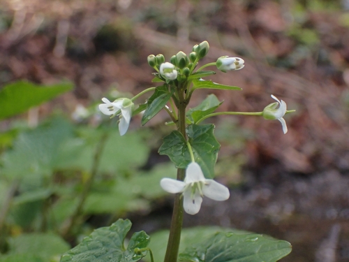 Eutrema japonicum iNat (1)